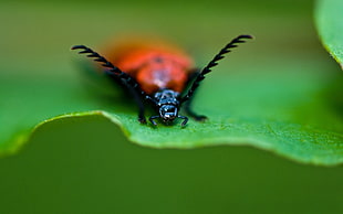 photo of Ladybug on leaf HD wallpaper